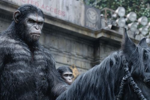 Caesar (Andy Serkis) is the leader of the ape nation.
