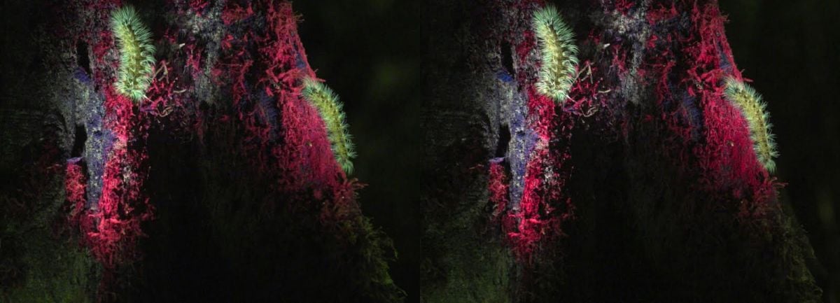 This stereo image shows us the naturally fluorescent properties of Amazonian caterpillars, as shot with the Canon ME30F.