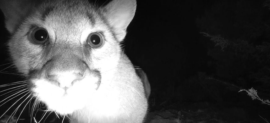 Mountain Lion Kittens First Camera Featured